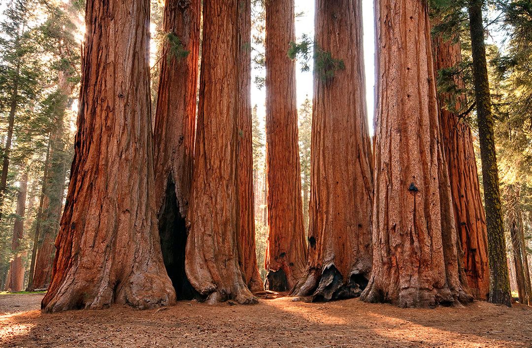 Issue #115 - Sequoia Ntl Park / Kings Canyon Ntl Park California Picture