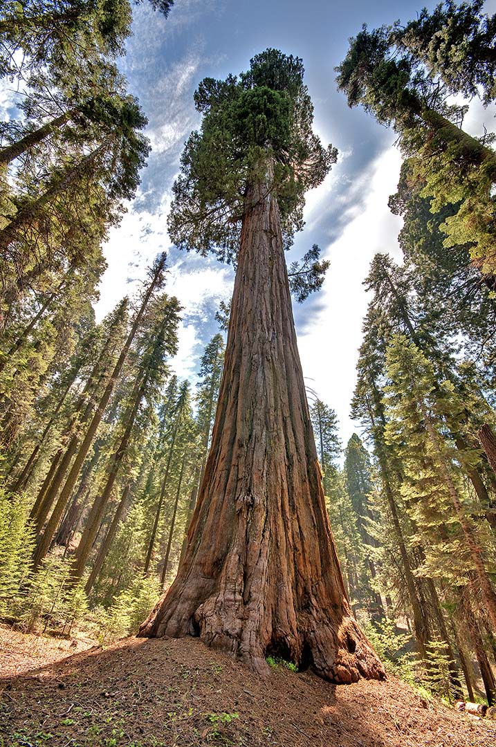 Issue #115 - Sequoia Ntl Park / Kings Canyon Ntl Park California