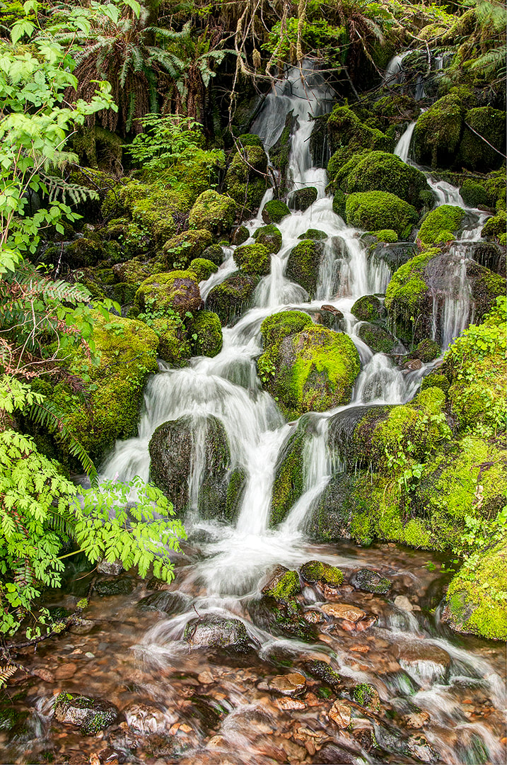 #130 - The Hoh Rain Forest, Washington