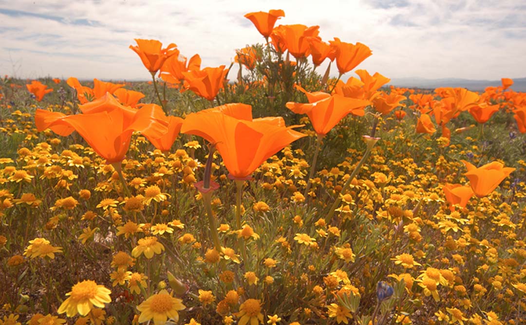 Issue #089 - Antelope Valley Wildflowers, California