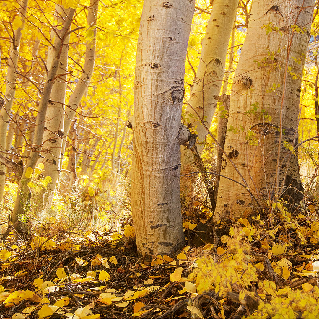 Issue #140 - Autumn in the Sierra, California's Aspen Groves