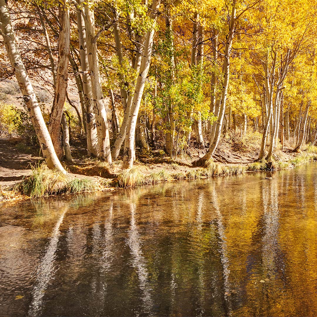 Issue #140 - Autumn in the Sierra, California's Aspen Groves