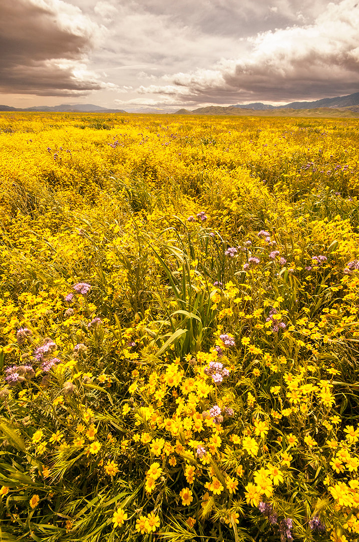 #142 - Carrizo Plain Wildflowers, California.