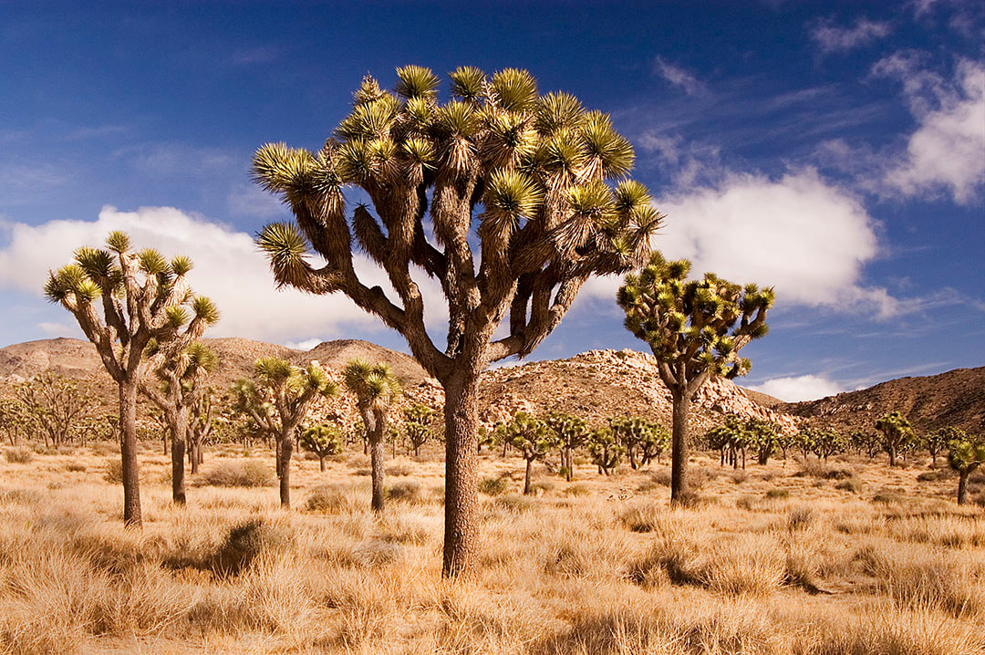 Issue #098 - Joshua Tree National Park, California Picture