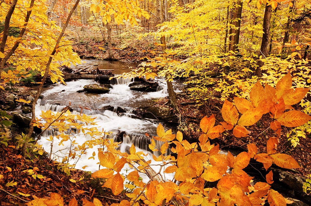 Issue #125 - Autumn Color in Connecticut Picture
