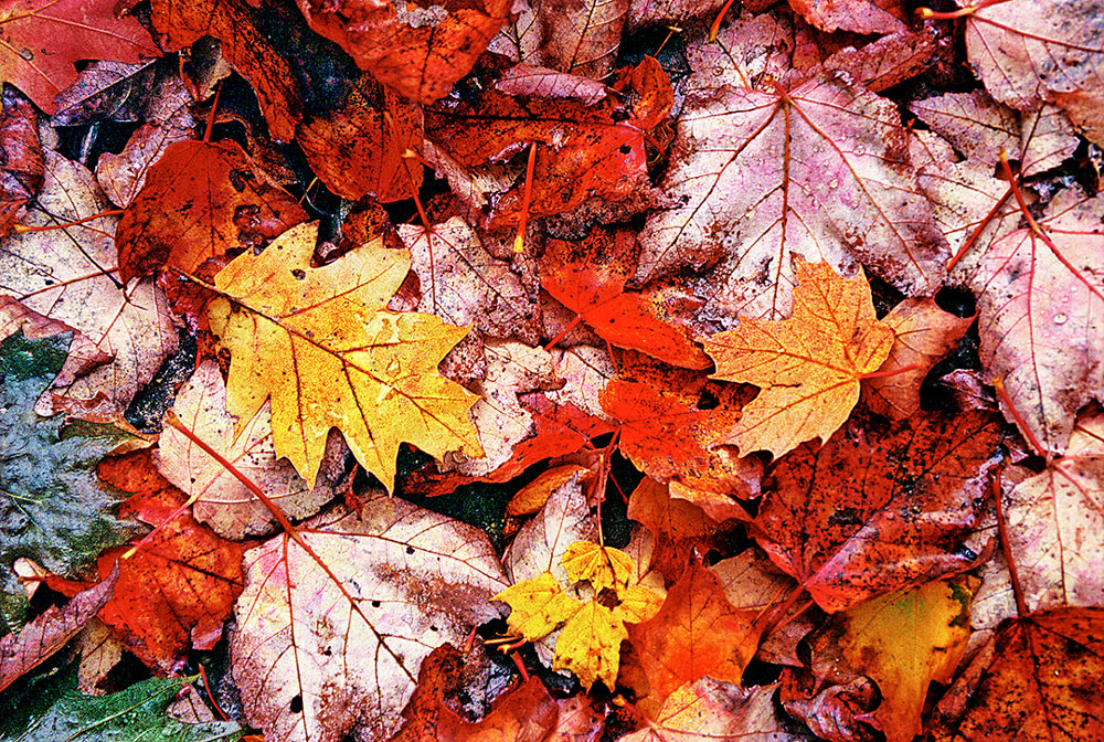 Issue #043 - Autumn on Upper Michigan Peninsula
