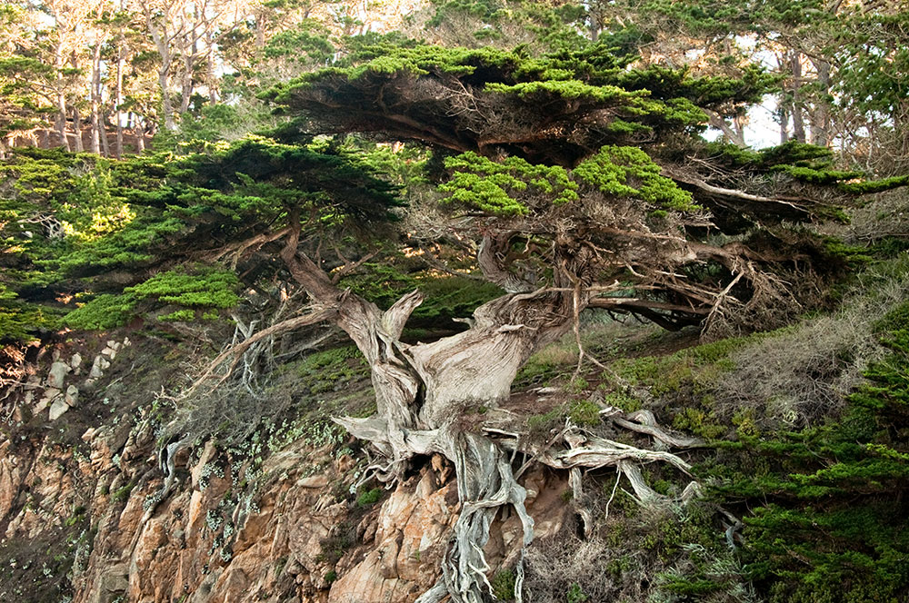Issue #014 - Point Lobos and Big Sur, California