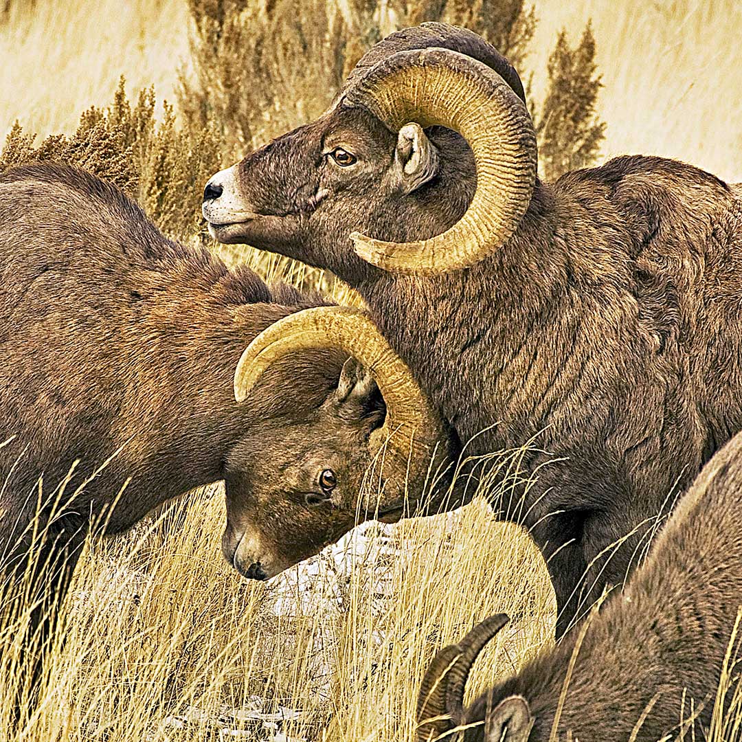 Issue #108 - Wyoming Bighorn in Winter